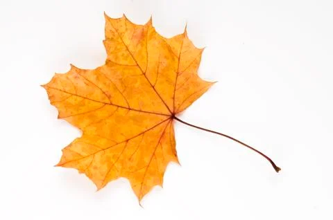 Plane leaf Stock Photos