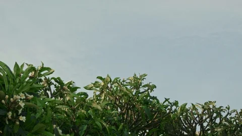 The plane low flies 動画素材 104150112