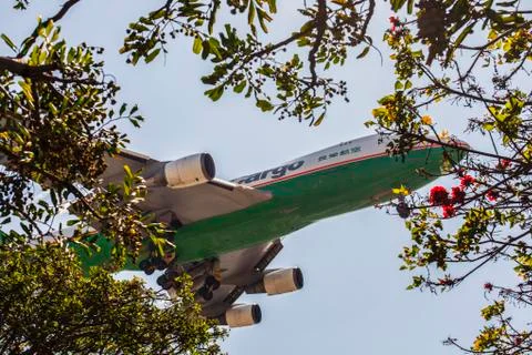 Plane low in a sky surrounded by trees branches Fotos de archivo