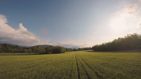 Plane Over a Wheat Field in the Sunset Stock Footage 89983270
