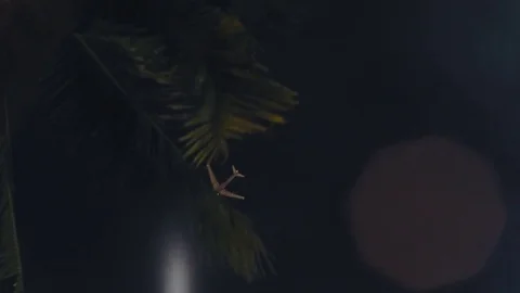 Plane passes above a palm tree at night Vidéo 76258723