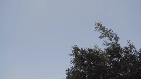 A plane passes over a tree. The sky is clear and sunny with few clouds and it Stock Footage 91194922