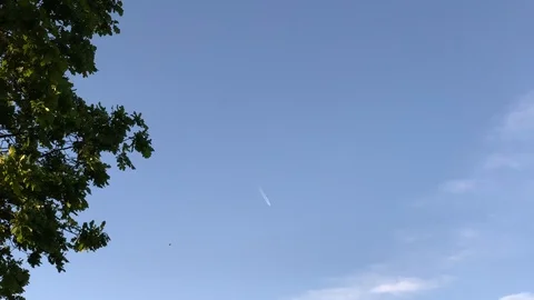 Plane in the sky with flying bird in slow motion, tree on the left Stock Footage 110570891