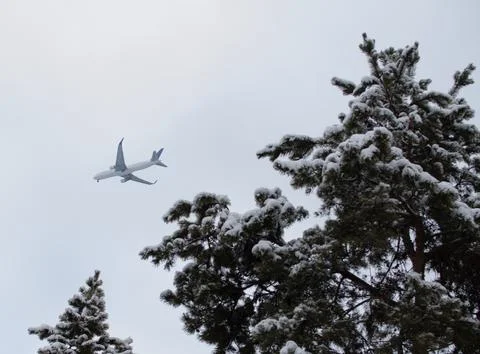 Plane in the sky, pine branches Stock Photos