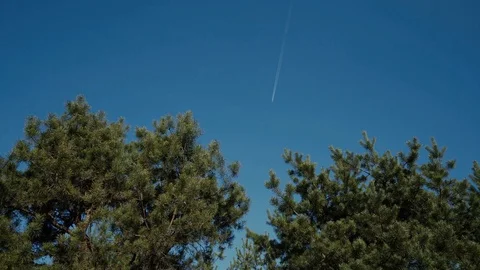Plane in the sky Young Pine free forest sunny day lights slow motion, trees, sky Stock Footage 87853818