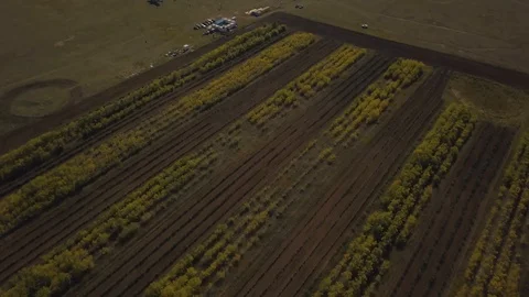 The plane stands in a young forest. Shot on drone Stock Footage 102370006
