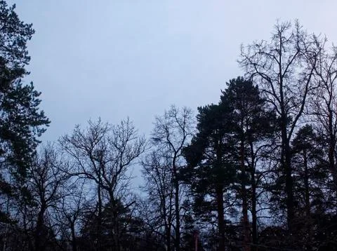 Plane through the trees on a cloudy day Stock Photos