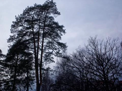 Plane through the trees on a cloudy day Stock Photos