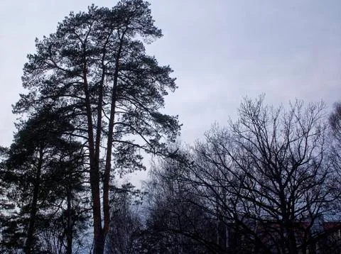 Plane through the trees on a cloudy day Stock Photos
