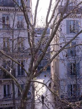 Plane tree against the backdrop of a bright Parisian street Stock Photos