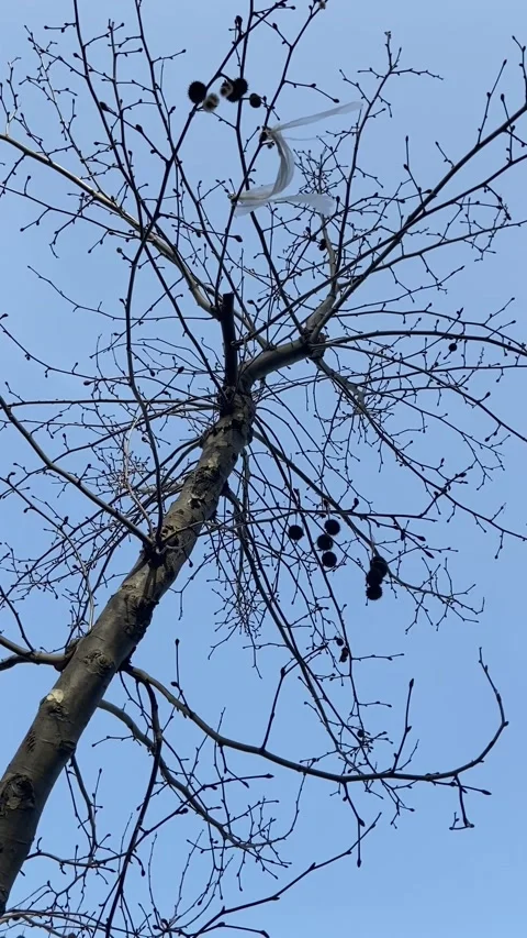 Plane tree against the blue sky Video stock 173409905