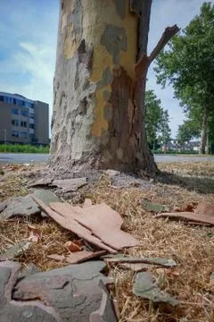 A plane tree, also called platanus, is loosing his bark Stock Photos