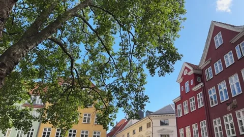 Plane tree and colored buildings on Grabrodretorv square, Copenhagen, Denmark Stock Footage 342277537