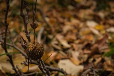 Plane tree and its ball shape seed in the woods 库存照片