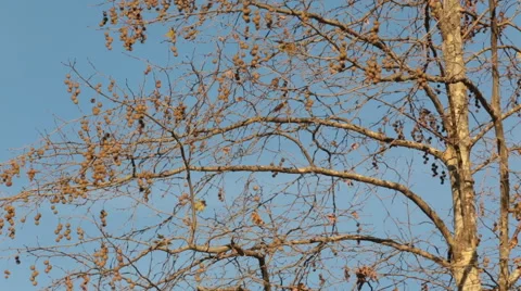 Plane tree and seeds in Autumn, Stock Footage 58498165