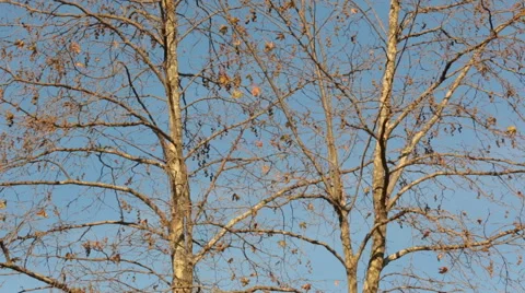Plane tree and seeds in Autumn, Stock Footage 58498324