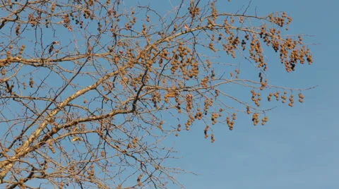 Plane tree and seeds in Autumn, Stock Footage 58498441
