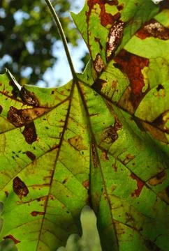Plane tree anthracnose Stock Photos