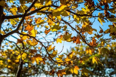Plane tree in autumn Stock Photos
