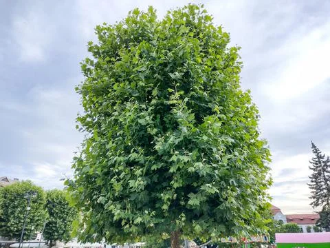 Plane tree in Baia Mare city. Platanus occidentalis 스톡 사진