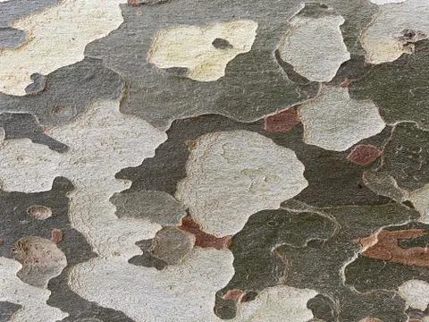 Plane tree bark background or texture in camouflage colors. Stock Photos