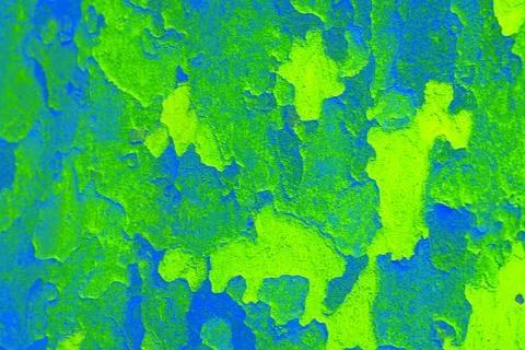 Plane tree bark close-up, changed colors, vegetal background. Stock Photos