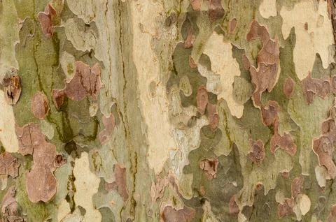Plane tree bark close up Stock Photos