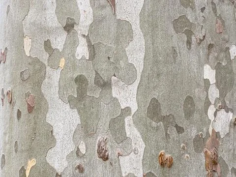 Plane tree bark creating natural camouflage pattern texture Stock Photos