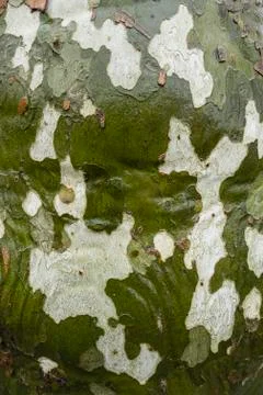 Plane tree bark detail Stock Photos