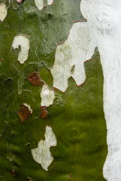 Plane tree bark detail Stock Photos