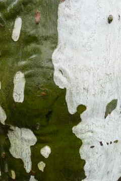 Plane tree bark detail Stock Photos
