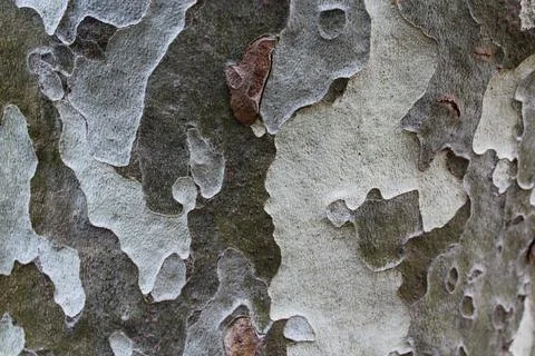 Plane tree bark natural background in grey colors Stock Photos