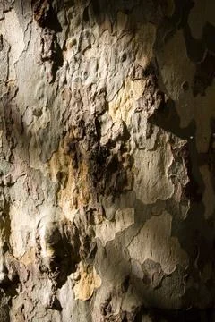 Plane-tree bark Stock Photos