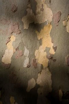 Plane-tree bark Stock Photos