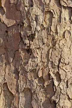 Plane tree bark Stock Photos