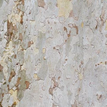 Plane tree bark Stock Photos