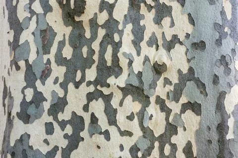 Plane tree bark Stock Photos