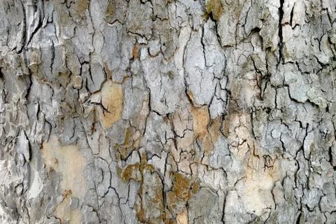 Plane tree bark (platanus) full frame background Stock Photos