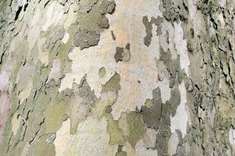 Plane tree bark (platanus) full frame background Stock Photos
