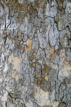 Plane tree bark (platanus) full frame background Stock Photos