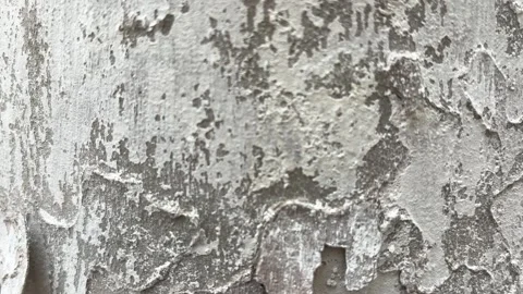 Plane Tree Bark Texture Close Up Natural Tree Trunk Surface Stock Footage 331061742