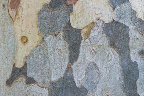 Plane tree bark texture Stock Photos