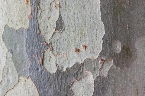 Plane tree bark texture Stock Photos