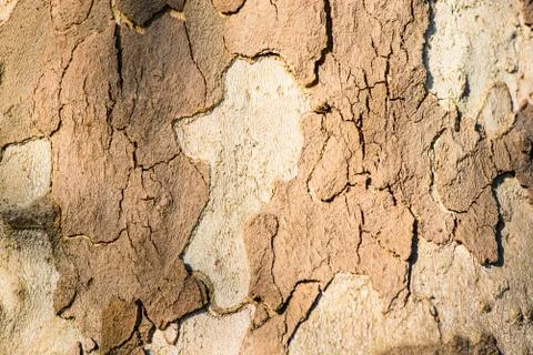 Plane tree bark- textures and backgrounds Stock Photos