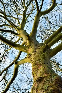 Plane tree from below against the sky Stock Photos