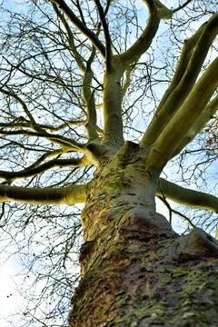 Plane tree from below against the sky Stock Photos