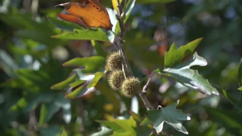 Plane tree branch, leaves and seeds Stock Footage 138872175