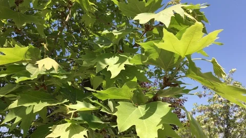 Plane tree branches and leaves Stock Footage 122664637