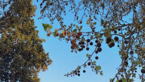 Plane tree branches with colorful seed balls against blue sky Stock Footage 340923122