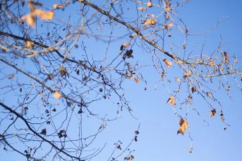 Plane tree branches in early spring Stock Photos